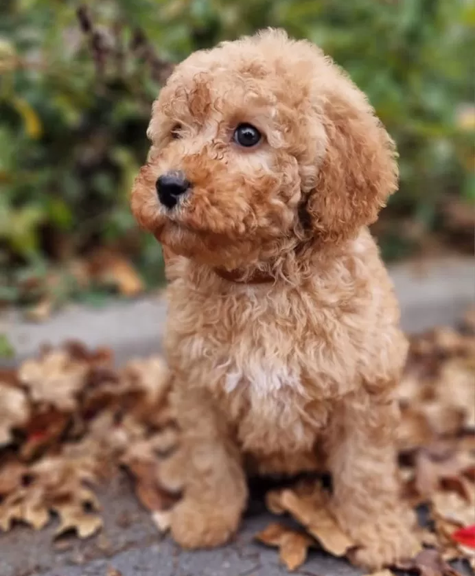 poodle puppies for sale